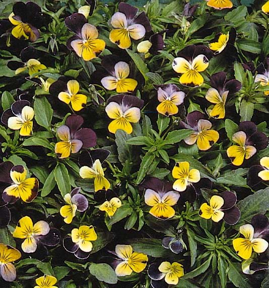  Image name: viola del pensiero2.jpg 
 width: 534 pixel 
 height: 572 pixel 
 Size: 96205 bytes 
 Click to enlarge 
